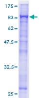 Human CDC23 Protein (Recombinant GST)