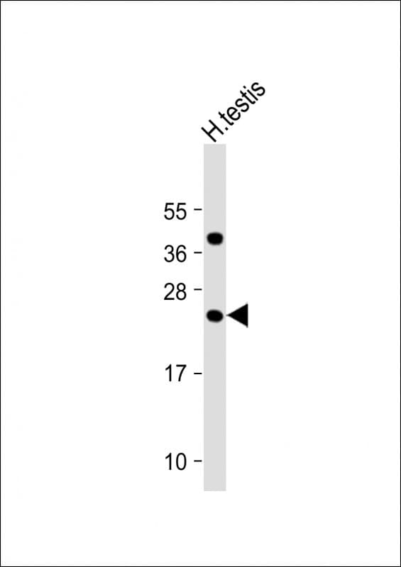 FAM3A Antibody (C-Terminus)
