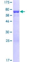 Human CRACR2A / EFCAB4B Protein (Recombinant GST)