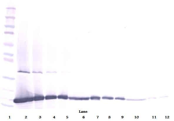 PathPlus™ FGF2 / Basic FGF Antibody