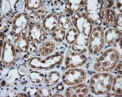 Monoclonal Mouse anti-Human APP / Beta Amyloid Precursor Antibody (clone OTI3E3, IHC, IF, WB)