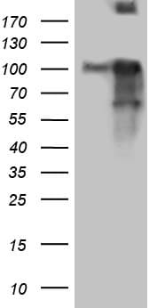 BEGAIN Antibody (aa374-517, clone OTI4C9, Carrier-free)