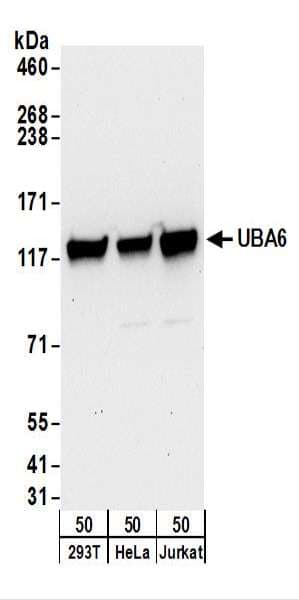 IHC-plus™ UBE1L2 / UBE1L2 Antibody (aa1002-1052)