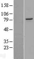 PAK7/PAK5 Protein (Over-Expression Lysate Myc-DDK (Flag))