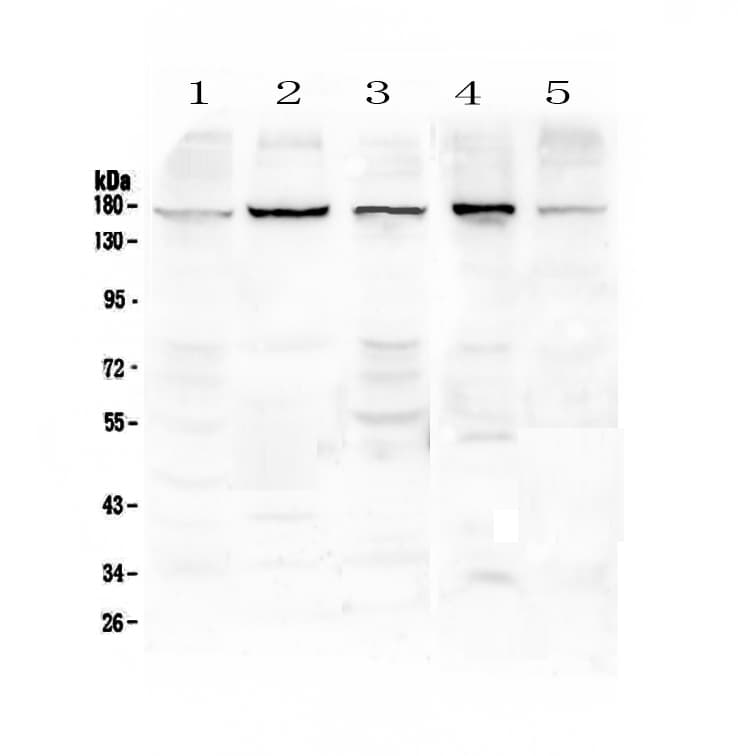EEA1 Antibody