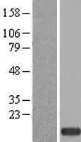ZNRD1 Protein (Over-Expression Lysate Myc-DDK (Flag))