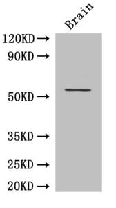 ASH2L / ASH2 Antibody (aa1-534)