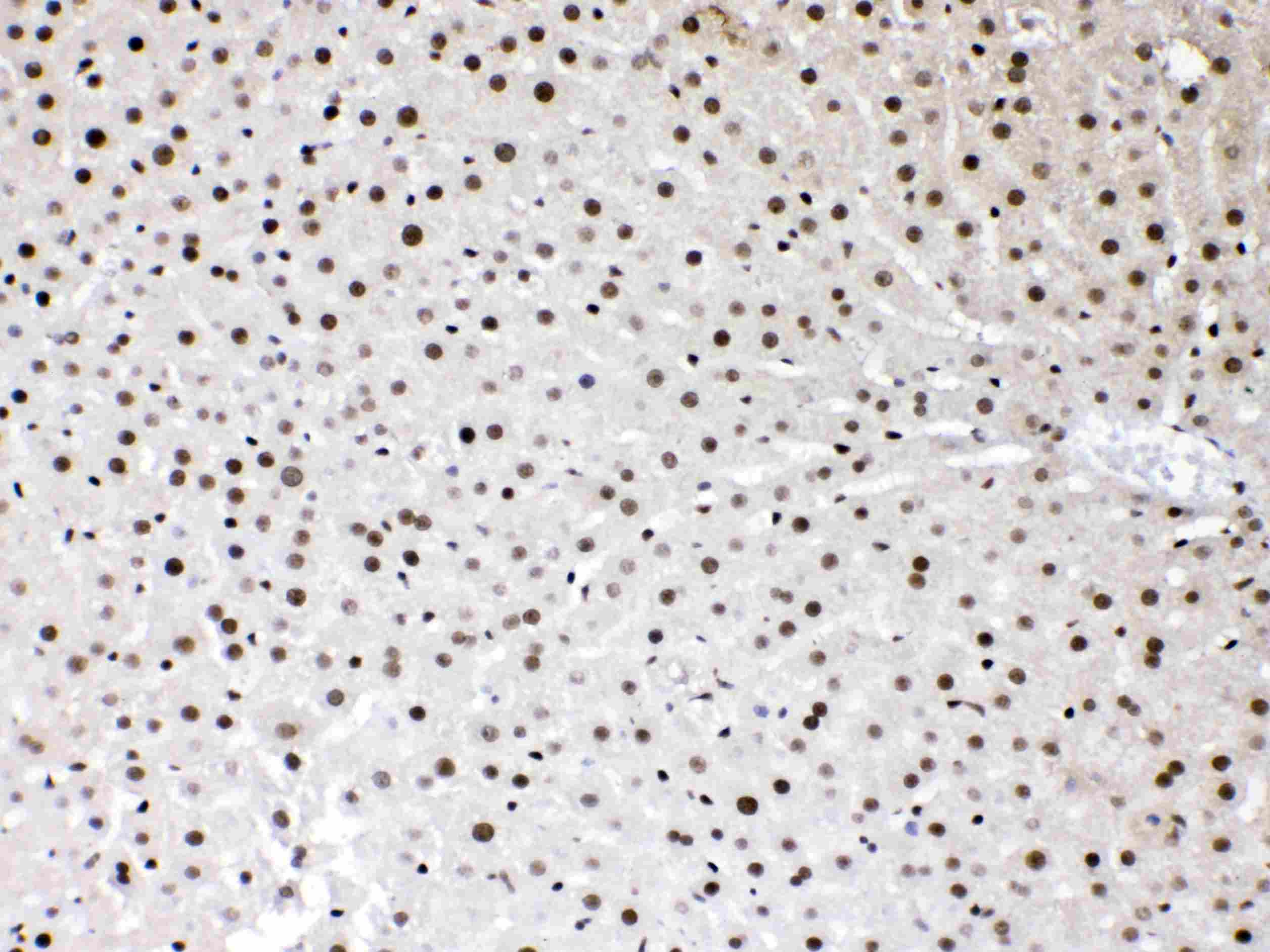 HMG1 / HMGB1 Antibody