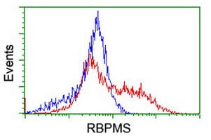 RBPMS / Hermes Antibody (clone OTI2G10, Carrier-free)