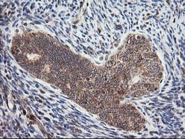 MRPS34 Antibody (clone OTI4H2, Carrier-free)