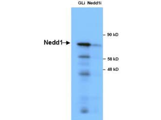 NEDD1 Antibody