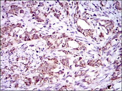 DNAL4 / Dynein Light Chain 4 Antibody (aa1-105, clone 3C10A4)