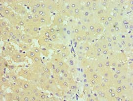 STC1 / Stanniocalcin Antibody (aa18-247)