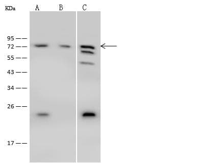 PABPC1 / PABP1 Antibody (Preservative Free)