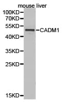 SYNCAM / CADM1 Antibody