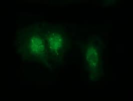 RABL2A Antibody (clone OTI4A8)