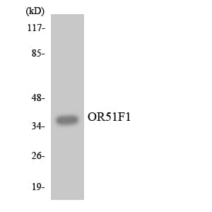 OR51F1 Antibody (aa259-308)
