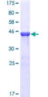 Human RAP2B Protein (Recombinant GST)