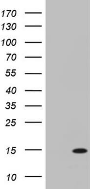 AAMDC Antibody (clone OTI1G1, Carrier-free)