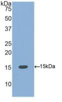 BMP4 Antibody (aa293-408, Cy3)