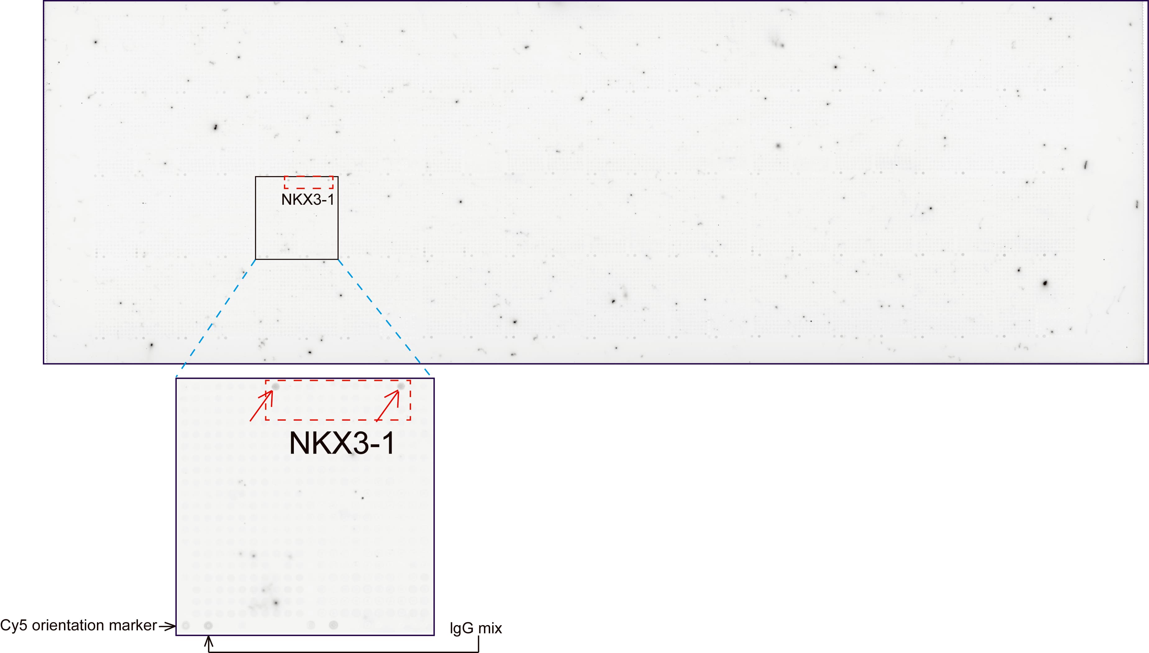 NKX3-1 Antibody (clone UMAB195)