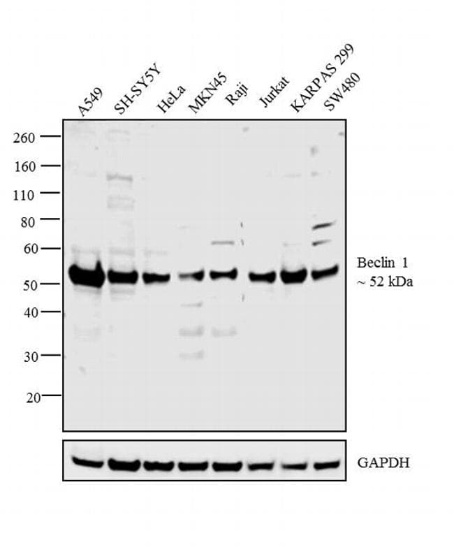 BECN1 / Beclin-1 Antibody (clone 2A4)