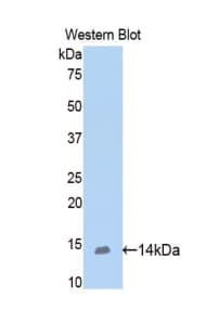 BMP2 Antibody (aa274-382)