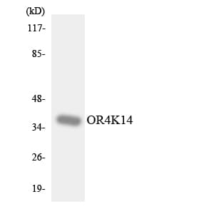 OR4K14 Antibody (aa252-301)