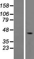 HTR4 / 5-HT4 Receptor Protein (Over-Expression Lysate Myc-DDK (Flag))