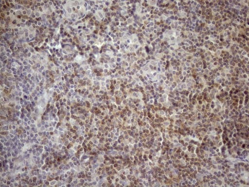 KCTD13 Antibody (clone OTI3B12)