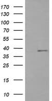 Monoclonal Mouse anti-Human CD33 Antibody (clone OTI1G10, IF, WB)