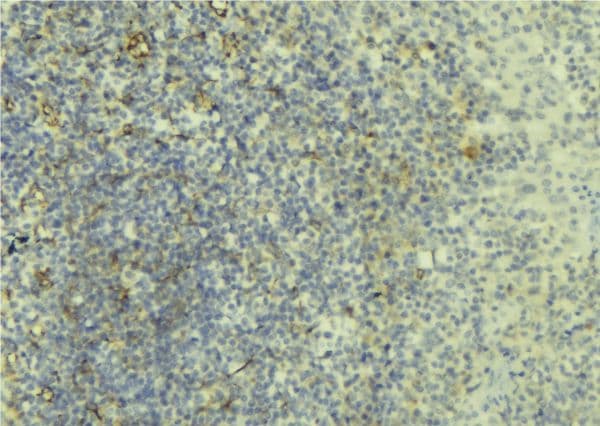CD3D Antibody
