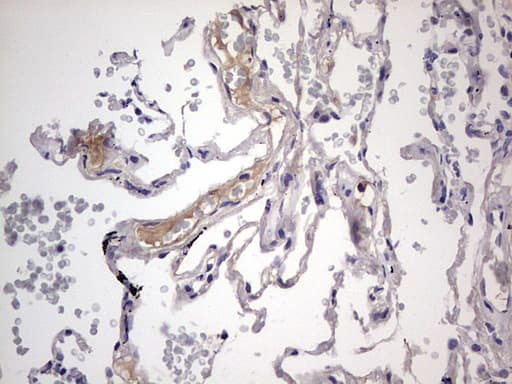 BOULE / BOLL Antibody (clone OTI2D11)