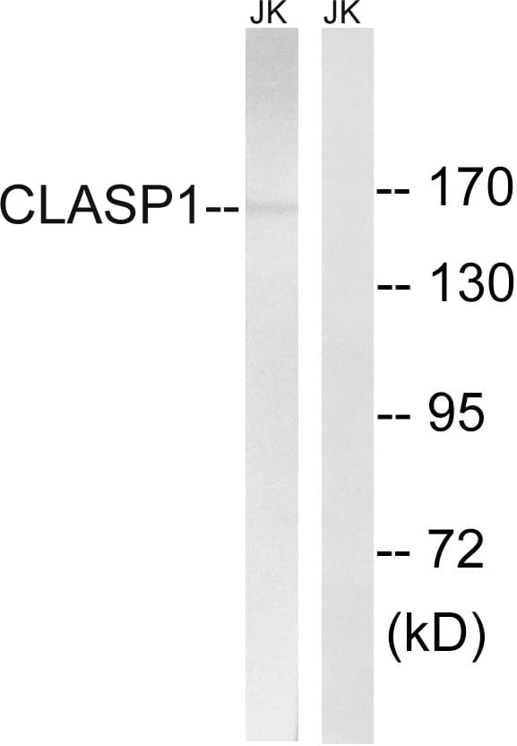 IHC-plus™ Polyclonal Rabbit anti-Human CLASP1 Antibody (aa1171-1220, IHC, WB)