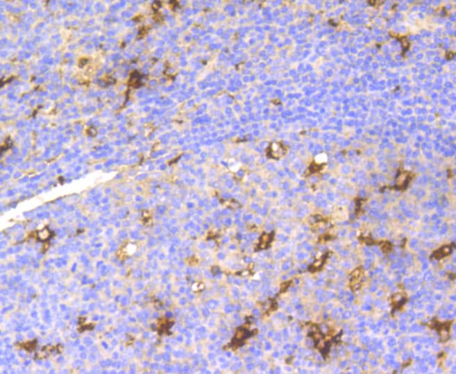 LYZ / Lysozyme Antibody