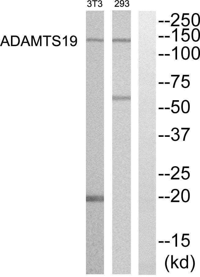 ADAMTS19 Antibody