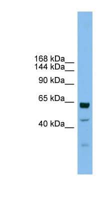 UMODL1 Antibody (aa1115-1164)