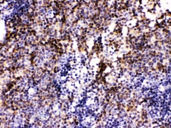 PAX2 Antibody