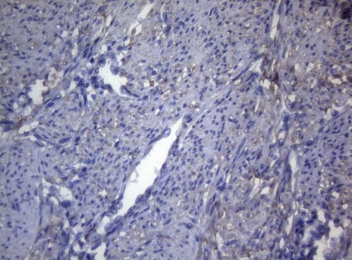 Monoclonal Mouse anti-Human OPA3 Antibody (clone OTI3G4, Carrier-free, IHC, WB)