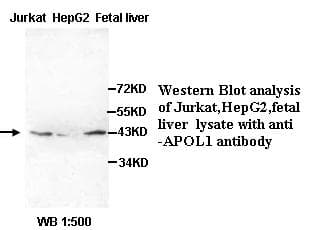APOL1 / Apolipoprotein L Antibody (C-Terminus)