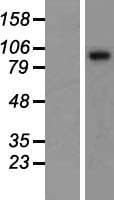 Sulfatase 1 / SULF1 Protein (Over-Expression Lysate Myc-DDK (Flag))