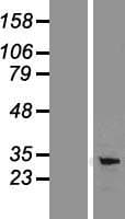 CD274 / B7-H1 / PD-L1 Protein (Over-Expression Lysate Myc-DDK (Flag))