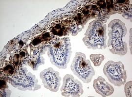 Monoclonal Mouse BrdU Antibody (clone 7H4, IHC, IF)