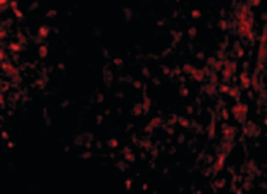 IHC-plus™ ATM Antibody
