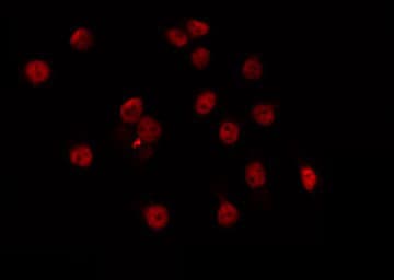 MSC / Musculin Antibody
