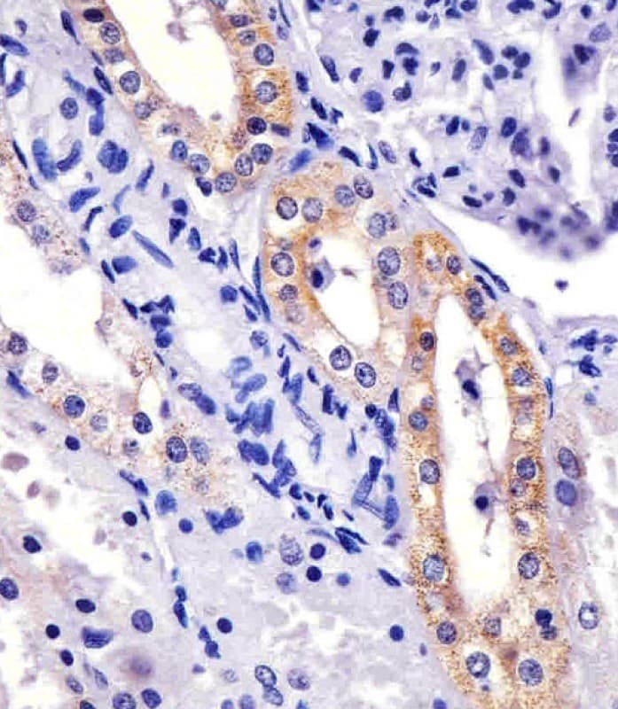 XIAP Antibody (clone 1020CT7.2.2)