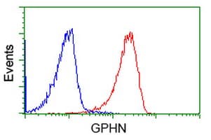 Monoclonal Mouse anti-Human Gephyrin Antibody (clone OTI3B6, IHC, IF, WB)