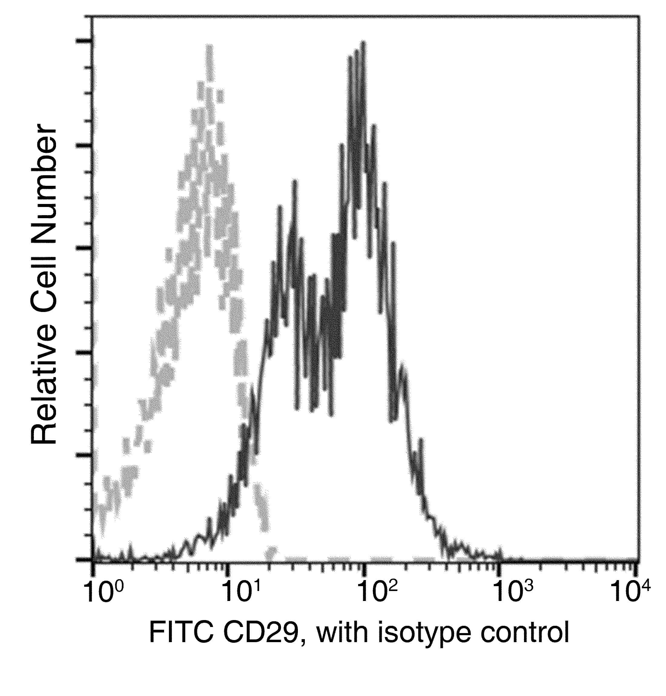 Monoclonal Mouse anti-Mouse ITGB1 / Integrin Beta 1 / CD29 Antibody (clone XM01, FITC)