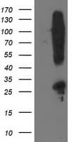 SNAP25 Antibody (clone OTI4B5, Carrier-free)