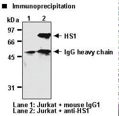 HCLS1 Antibody (clone 3A3)